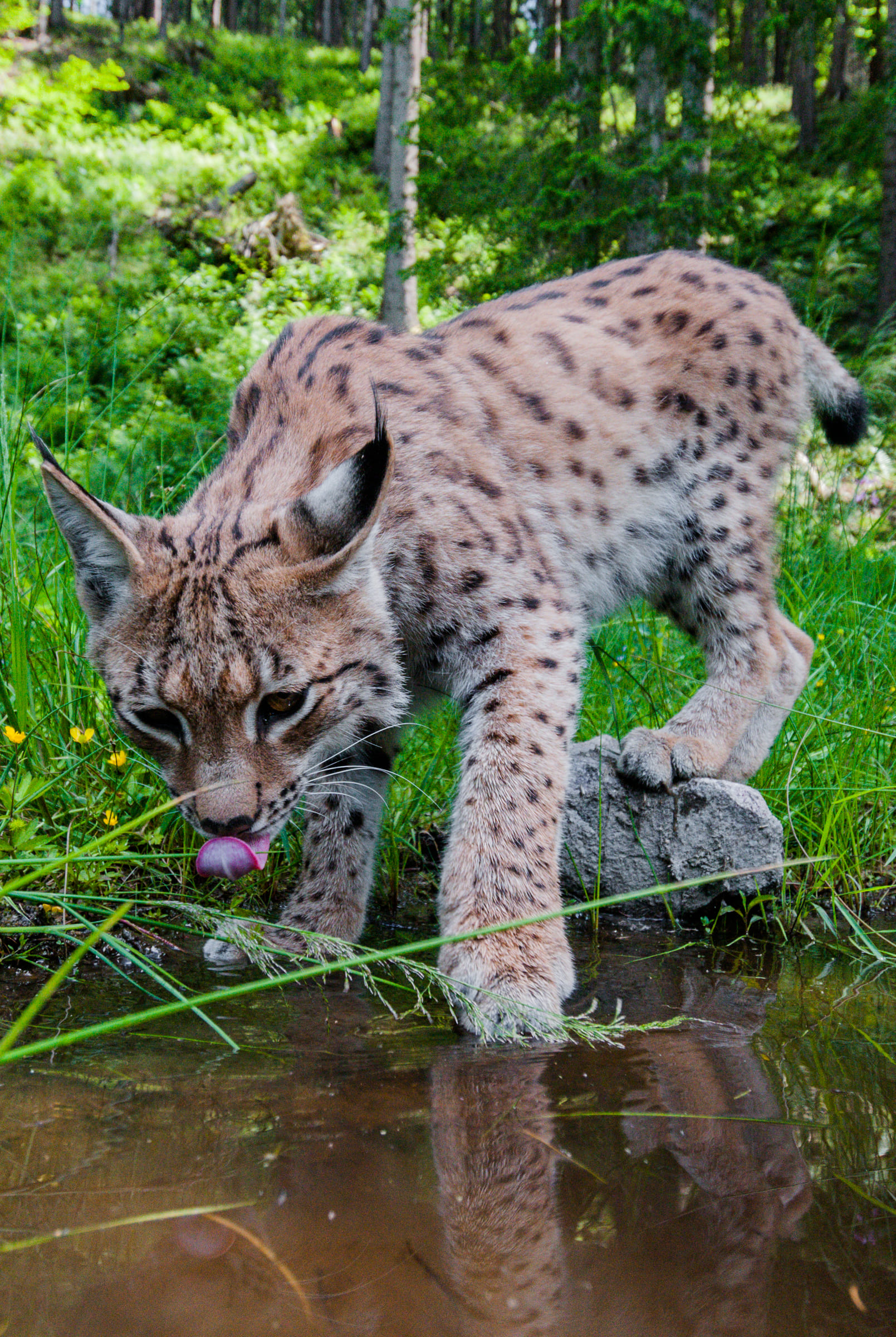 Un lynx d'Eurasie boit de l'eau.