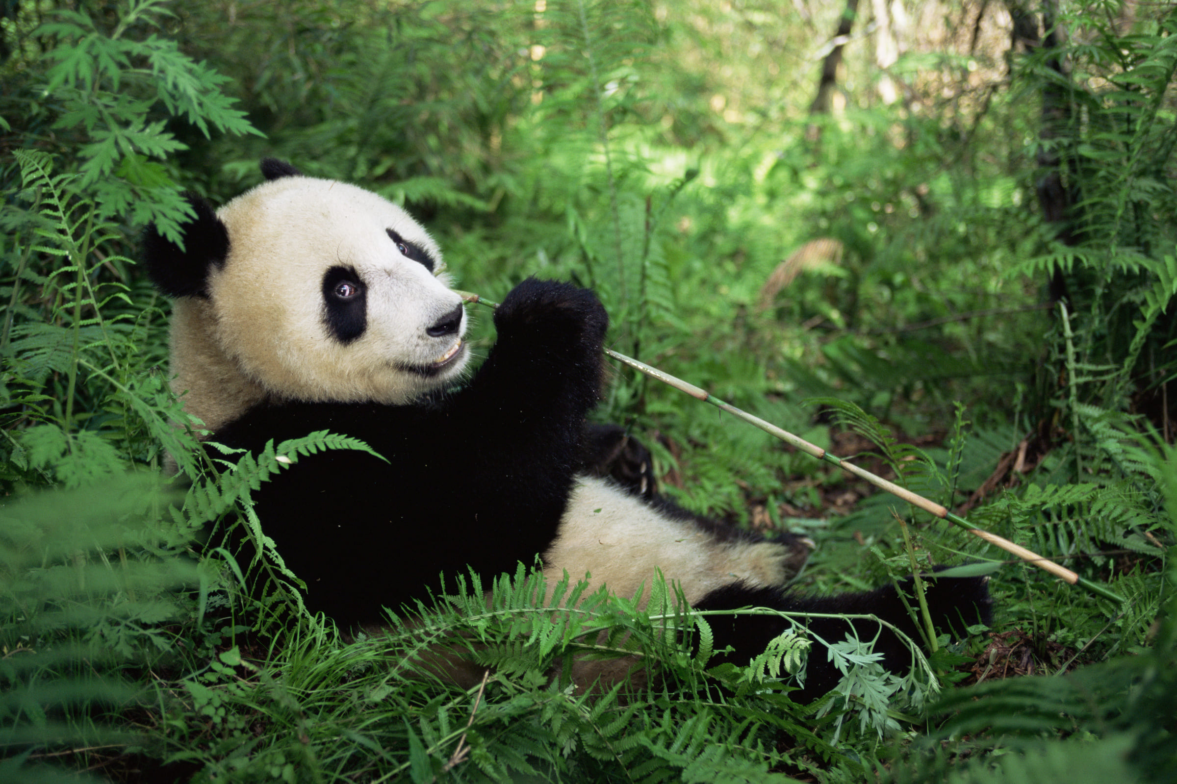 Un panda géant en train de manger