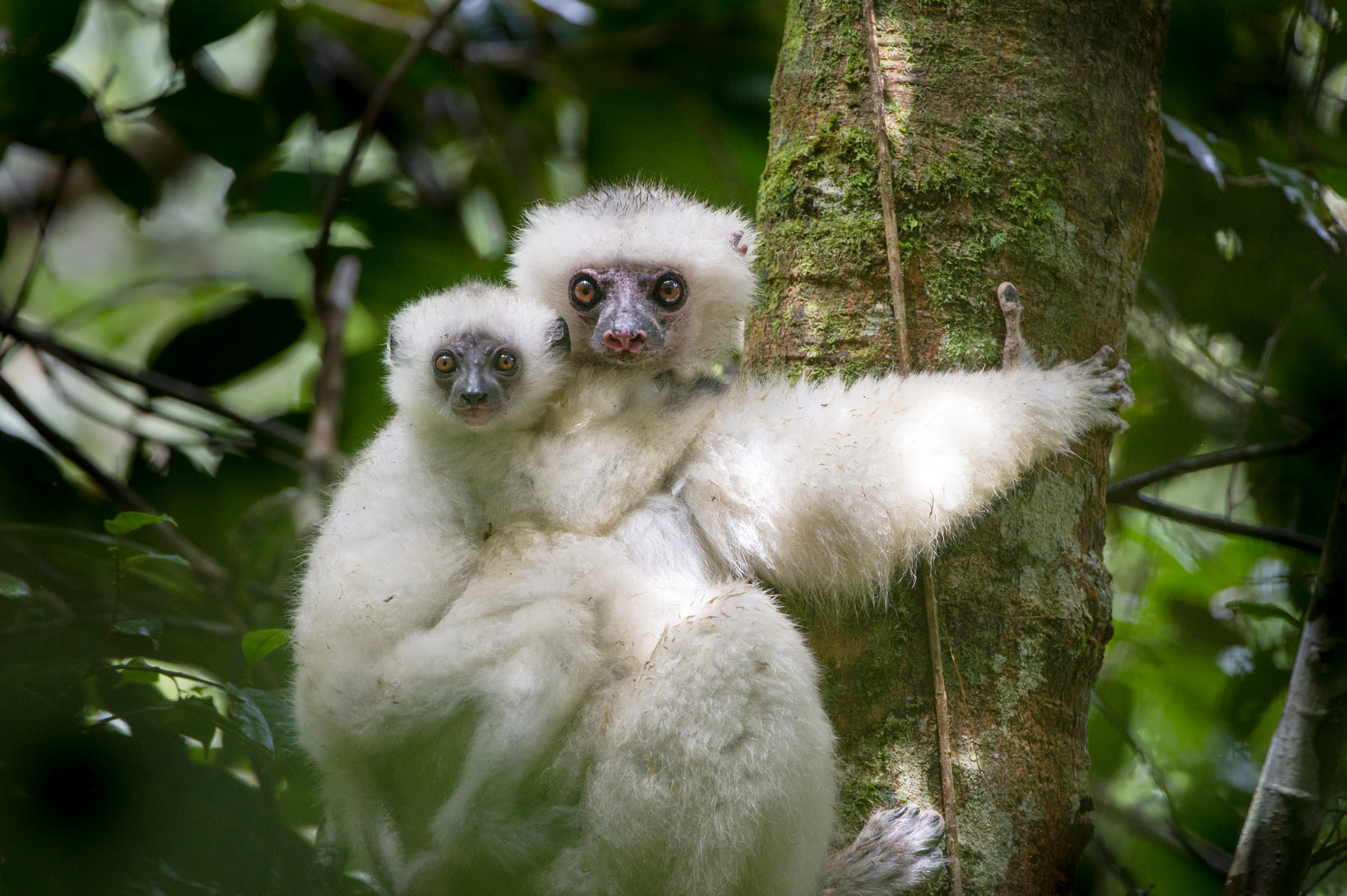 Sifaka setoso femmina con il cucciolo