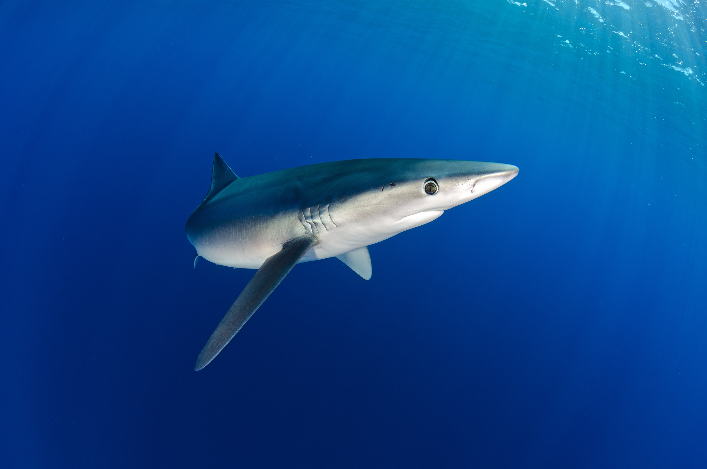 Un requin bleu au Mexique