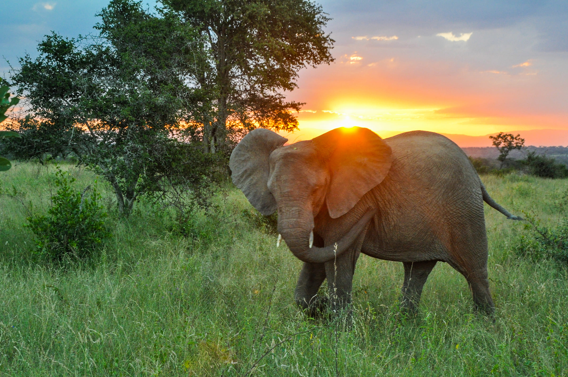 Un éléphant au coucher du soleil