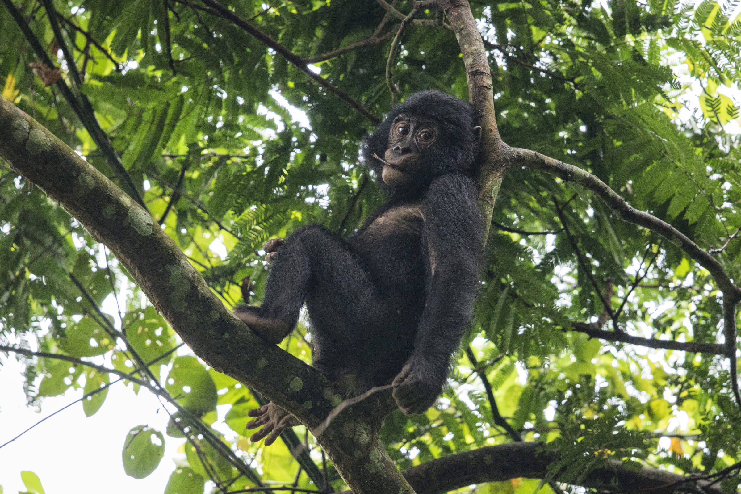 Un jeune bonobo dans les arbres