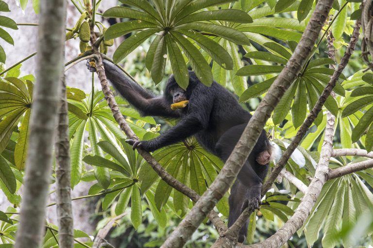 Un bonobo dans les arbres