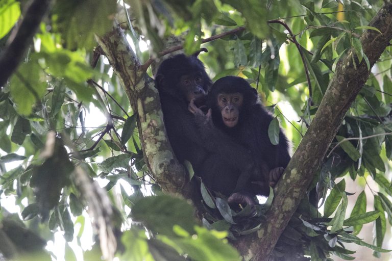 Deux bonobos dans les arbres