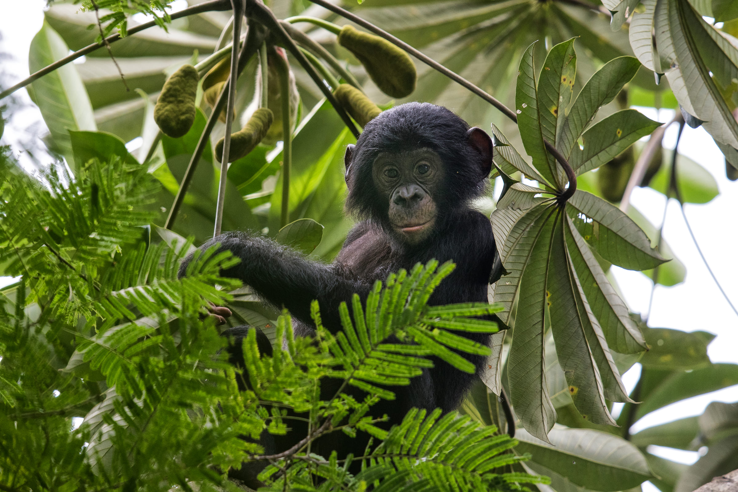 Junger Bonobo