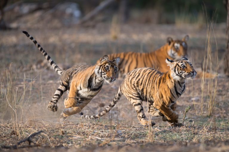 Zwei junge Tiger beim Spielen, Indien