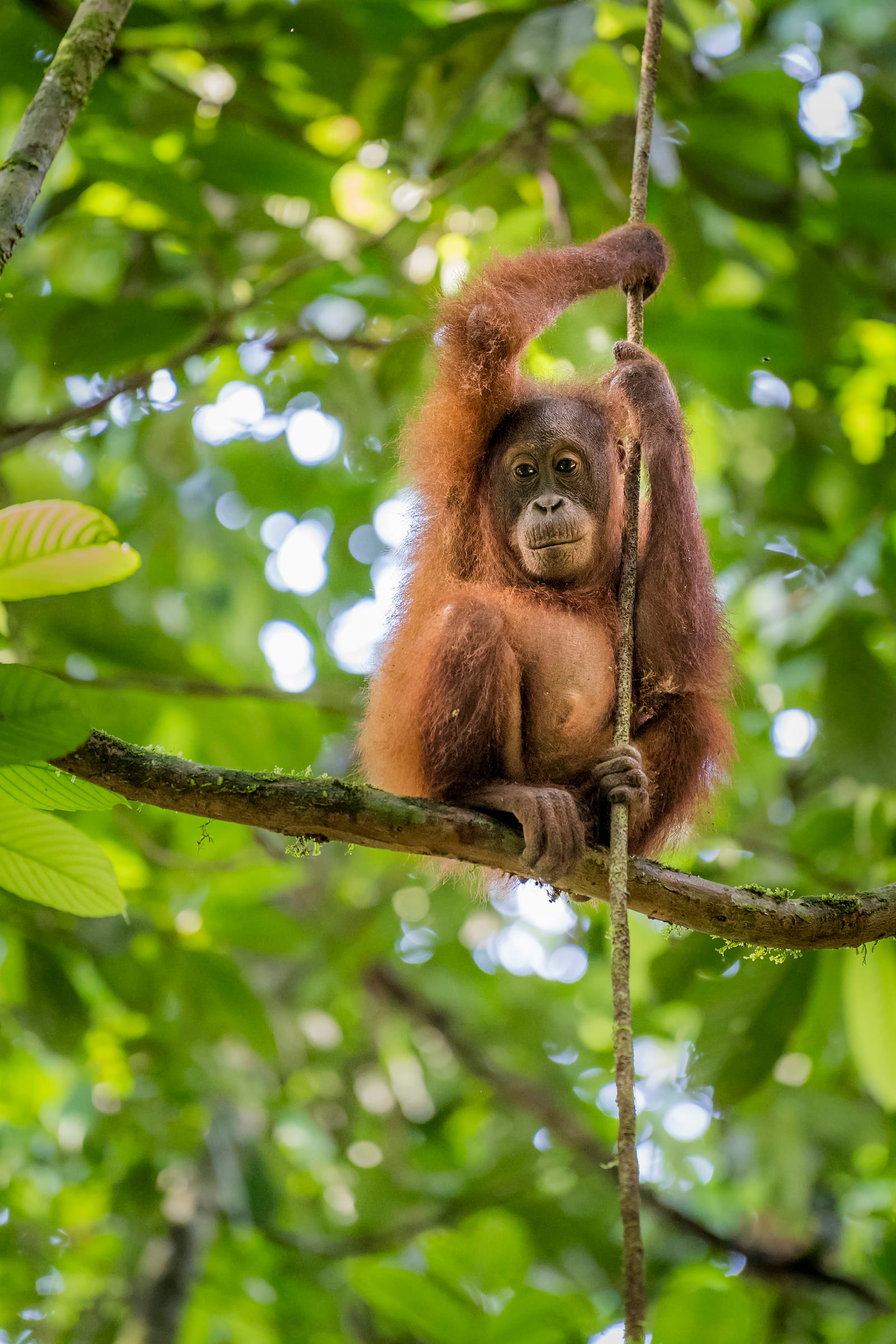Un orang-outan de Bornéo dans les arbres