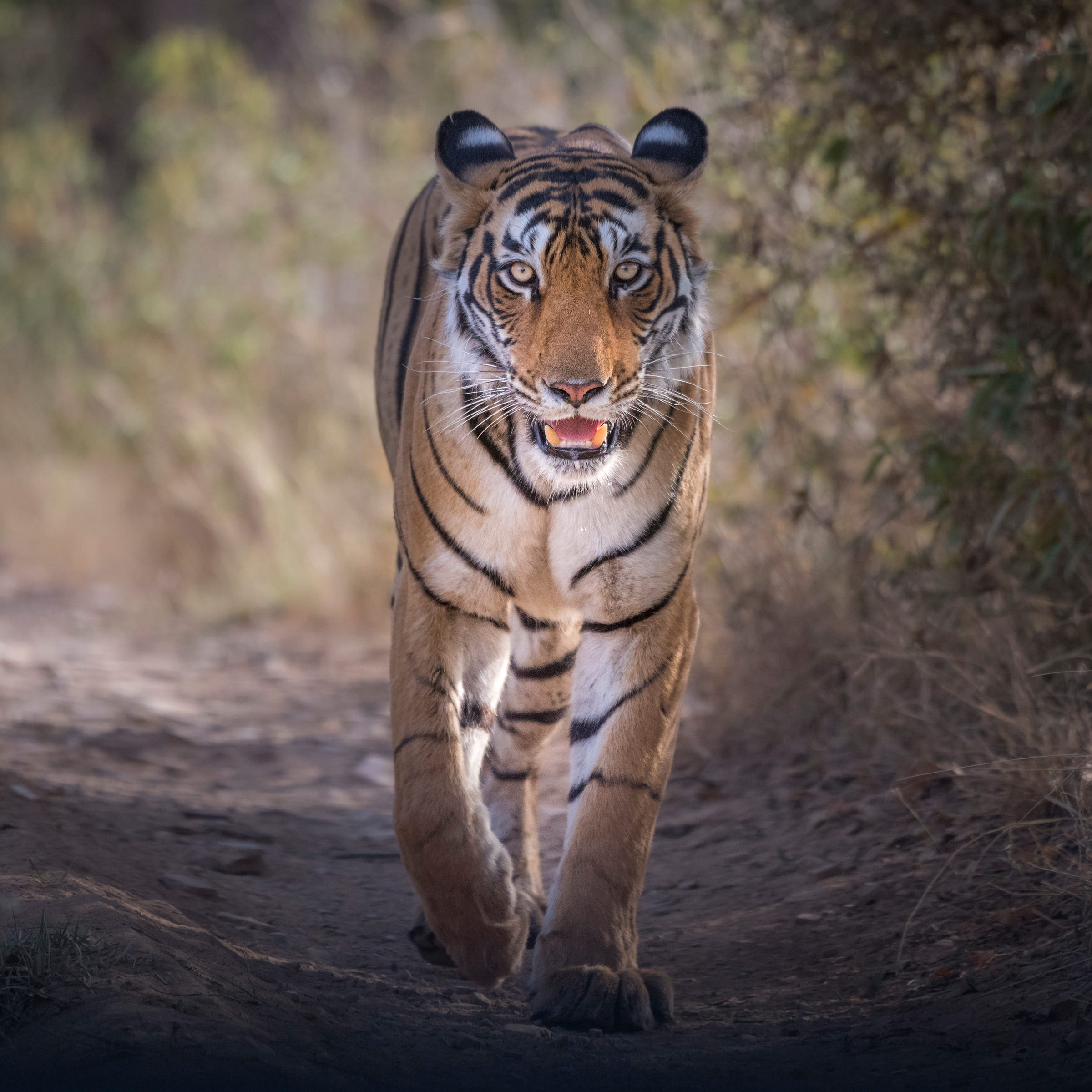 Un tigre de profil, marchant