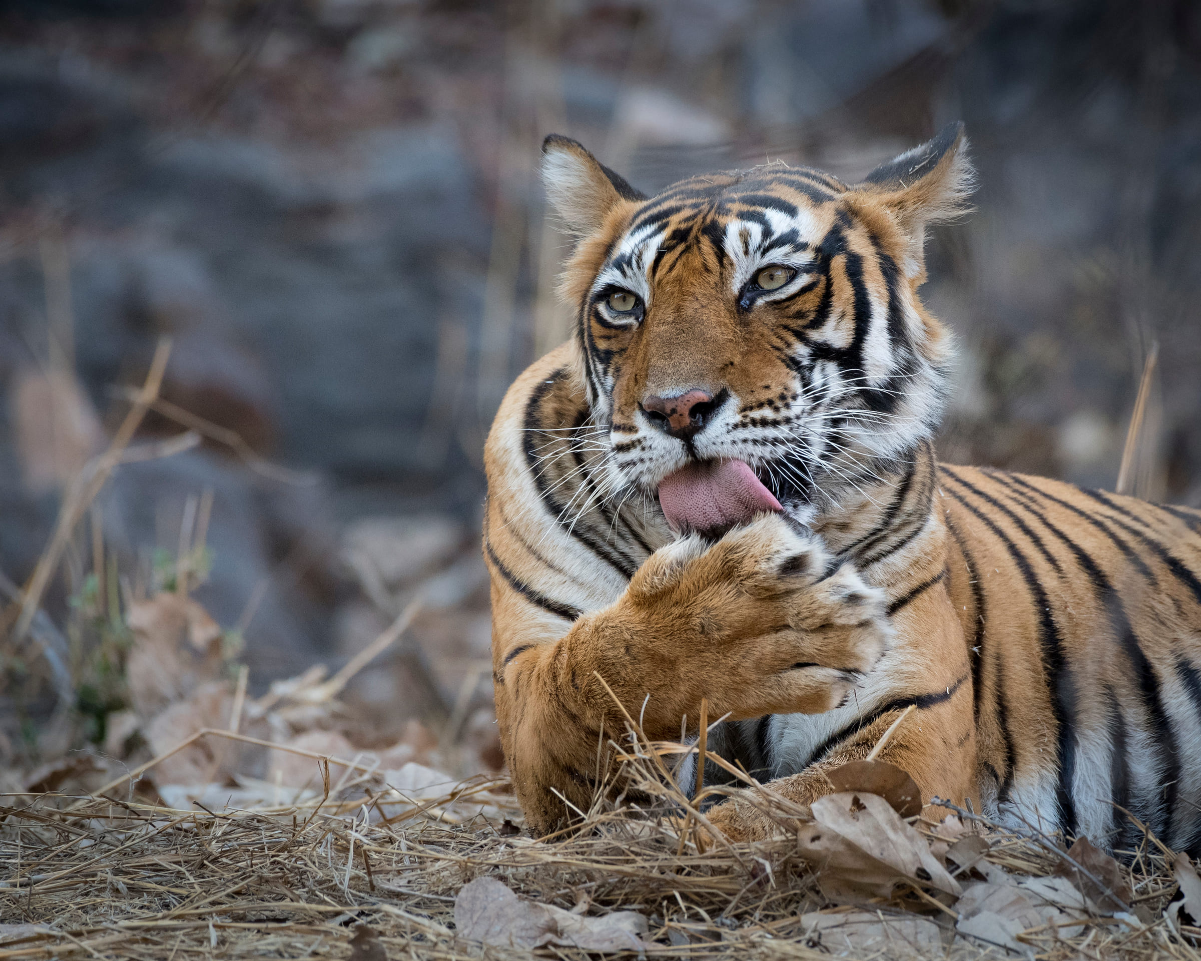 Un tigre nettoie sa patte.