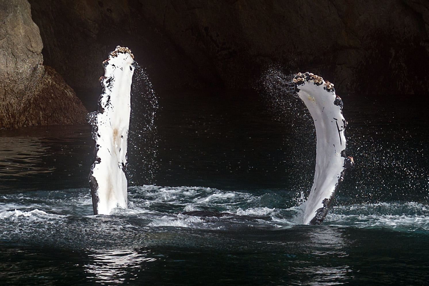 Des nageoires de baleine à bosse