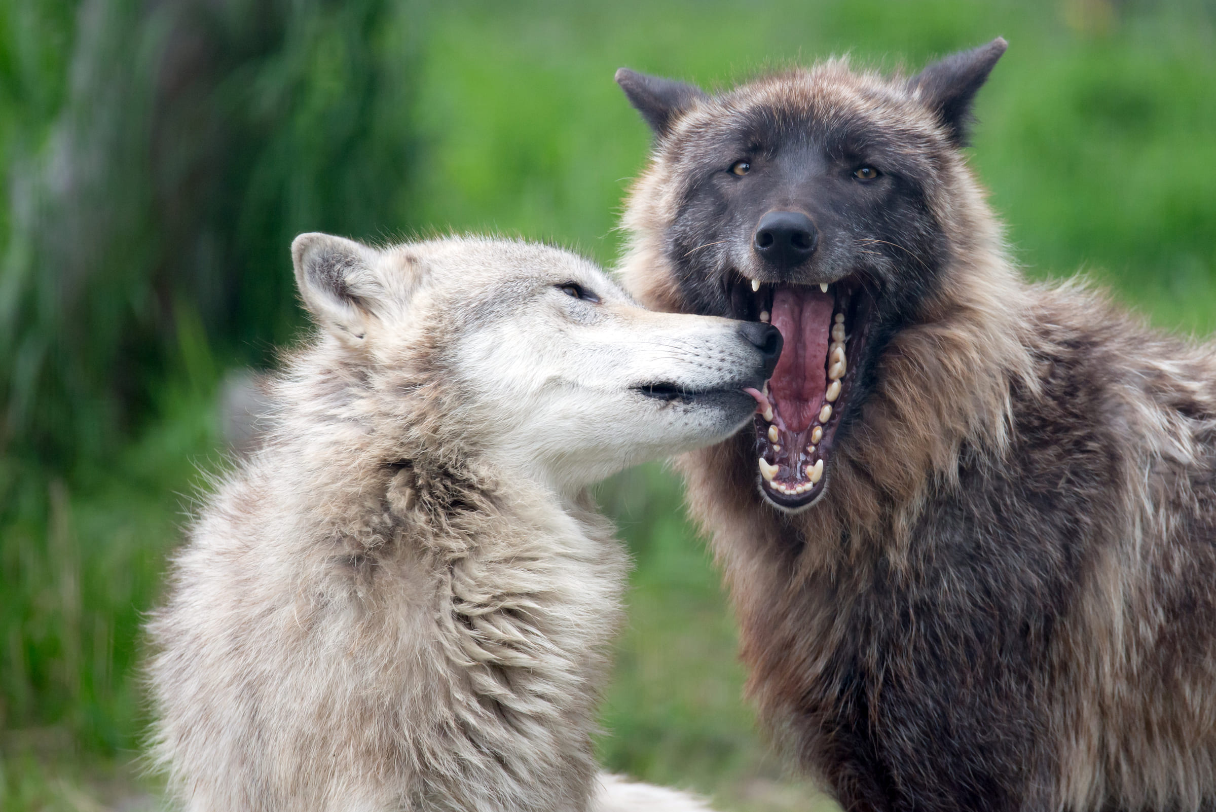 Deux loups gris