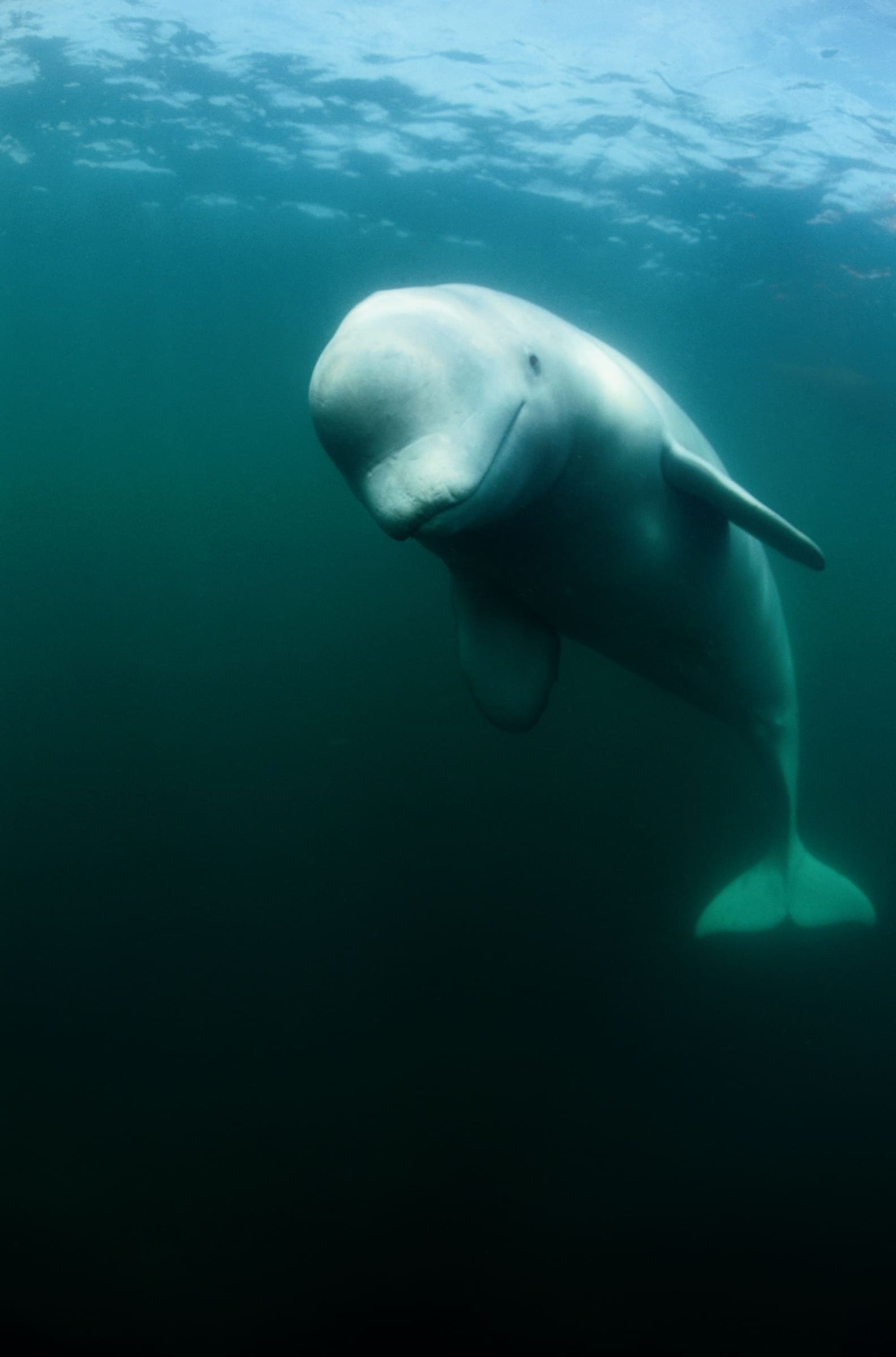 Un beluga