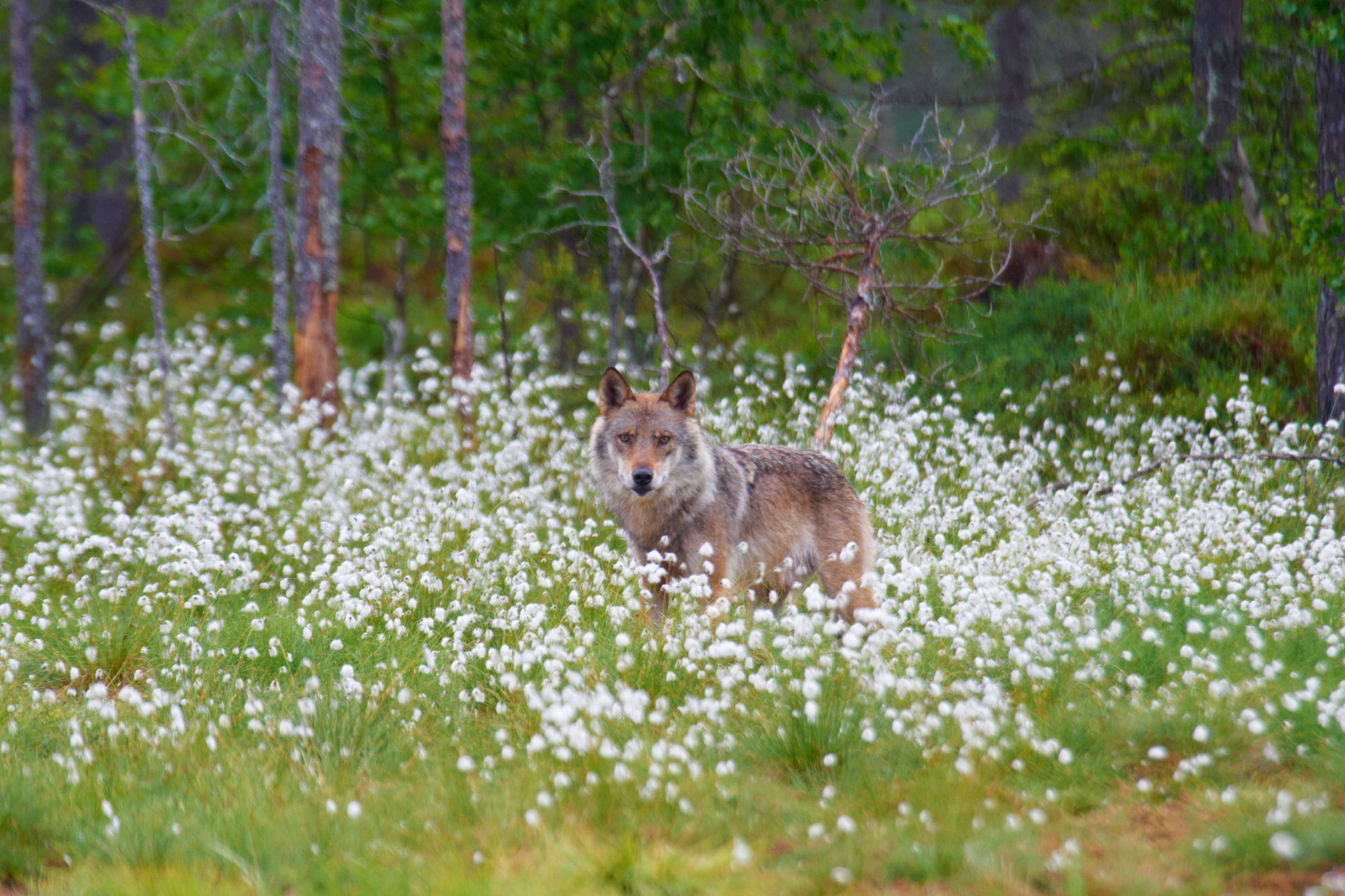 Wolf in Blumenwiese