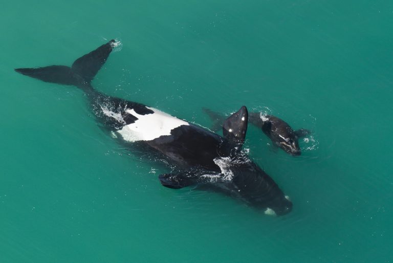 Une baleine franche australe et son petit