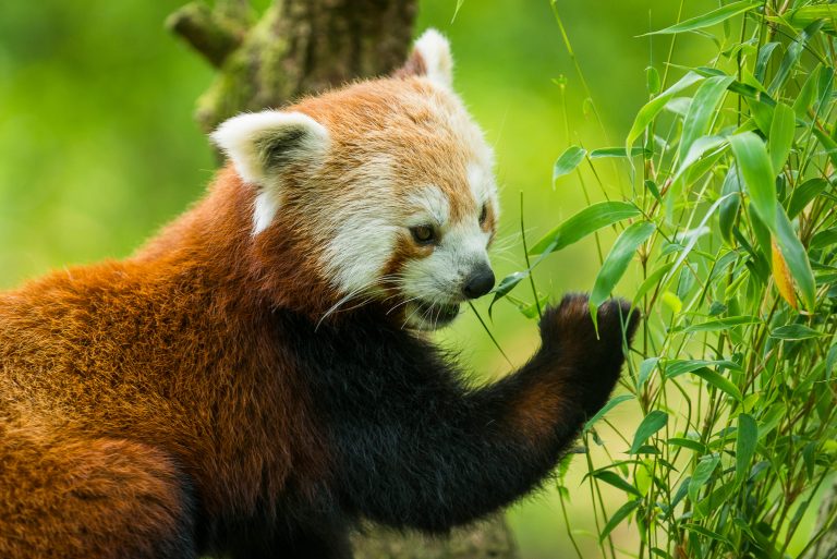 Un panda rosso che mangia foglie di bambù.