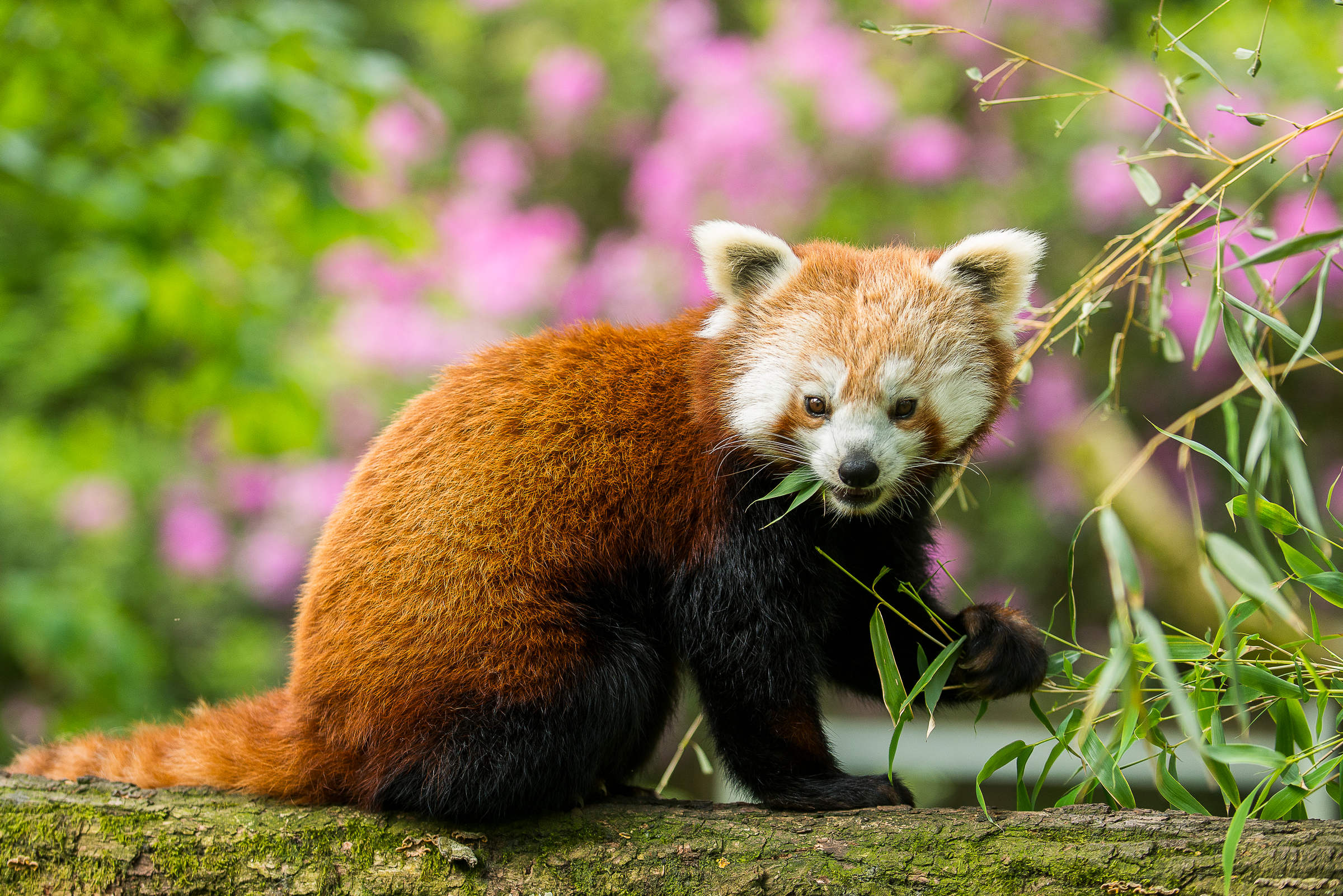 Panda rosso che mangia