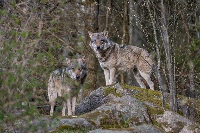 Deux loups sur un rocher