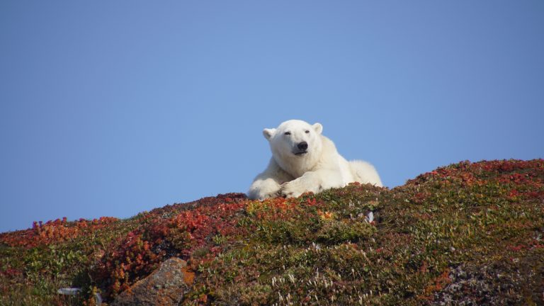 Eisbär an der Küste Grönlands