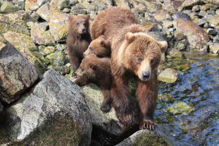 Braunbärin mit Jungen in Alaska