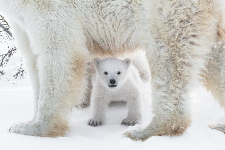 Un jeune ours polaire sous sa mère