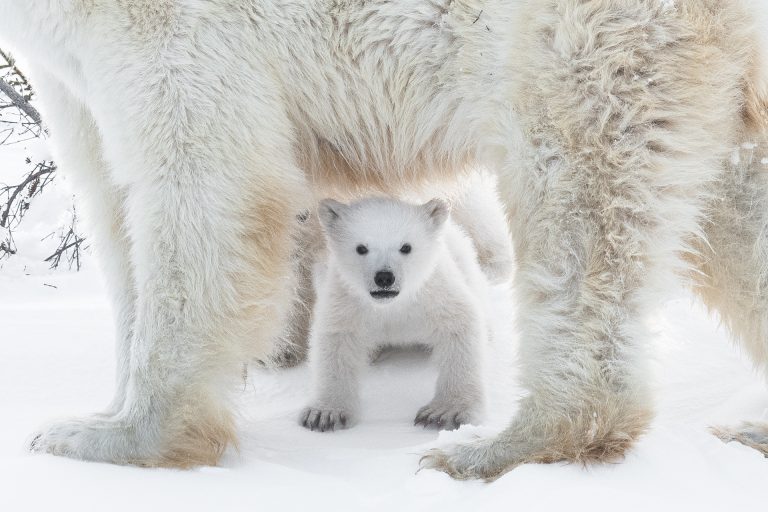 Junger Eisbär in Kanada