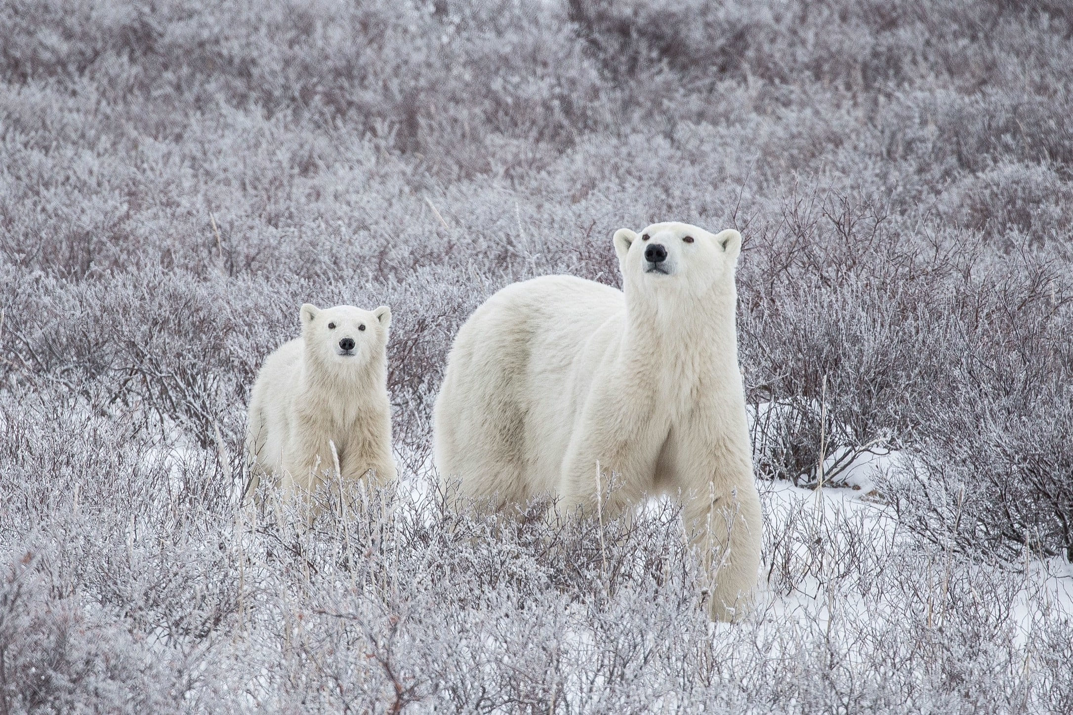 Due orsi polari