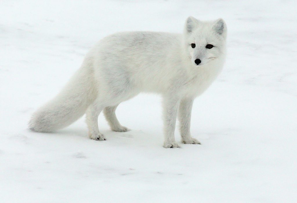 Le renard polaire ou renard bleu à la fourrure blanche en hiver