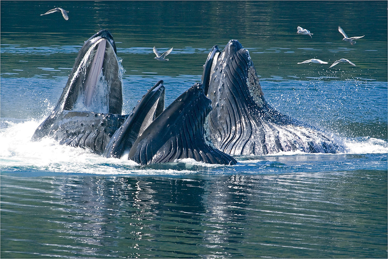 Trois baleines à bosse mangent