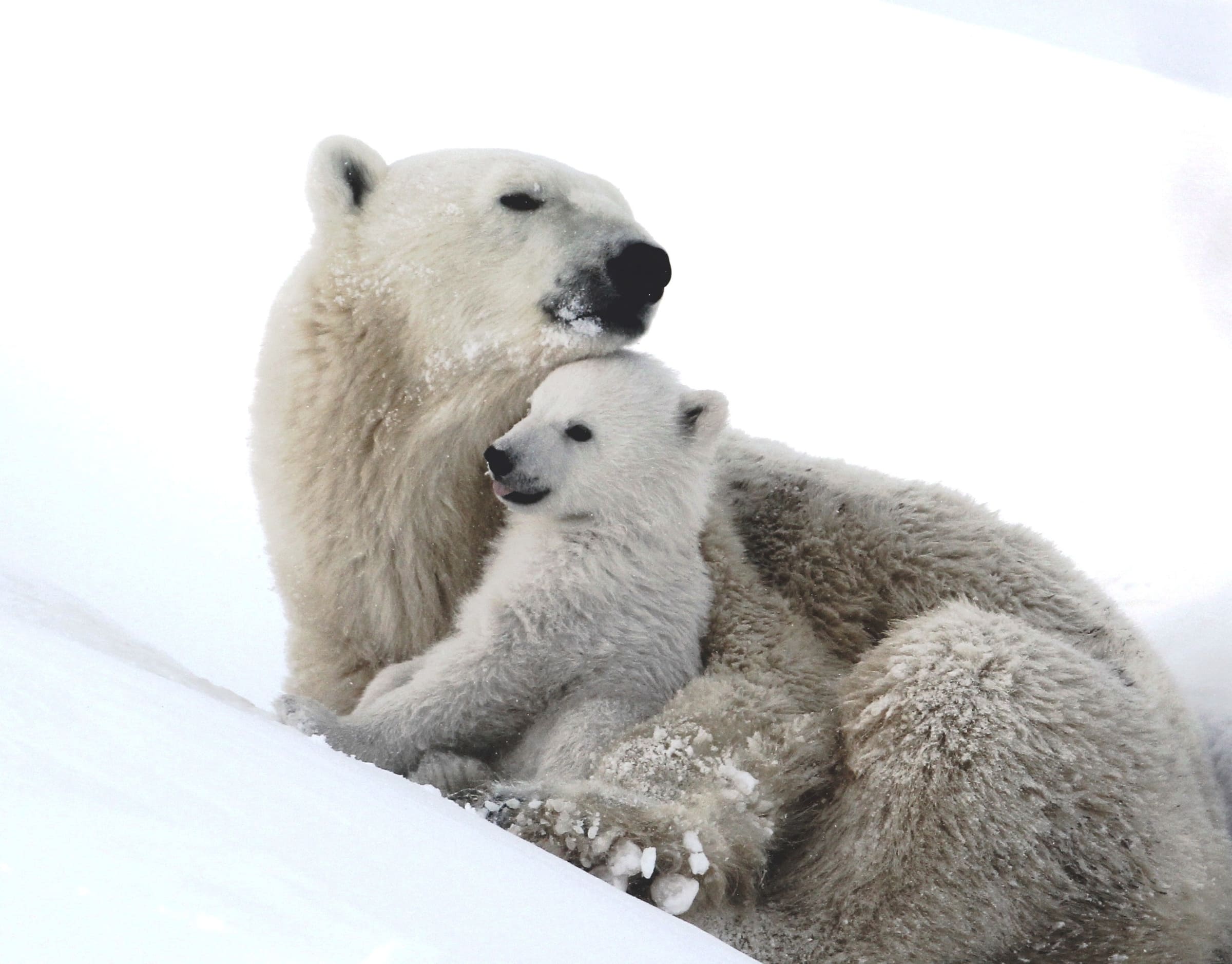 Mère ours blanc et son petit