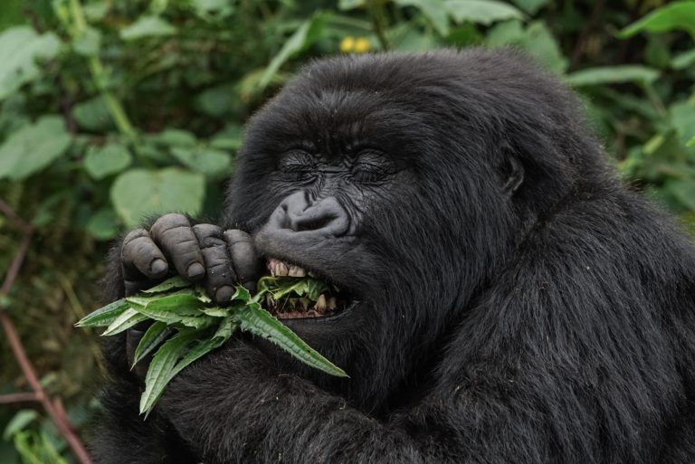 Un gorille des montagnes mange des feuilles.