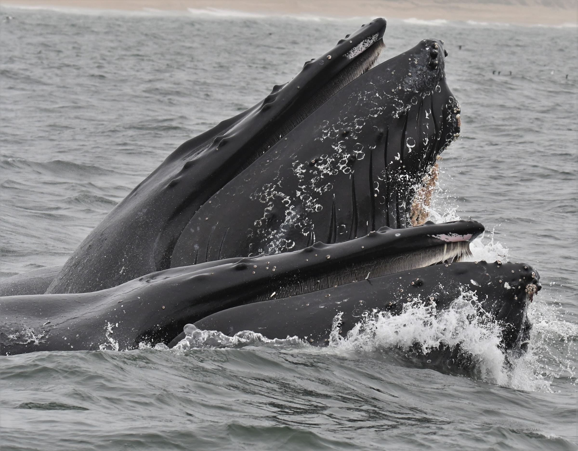 Baleines à bosse avec fanons