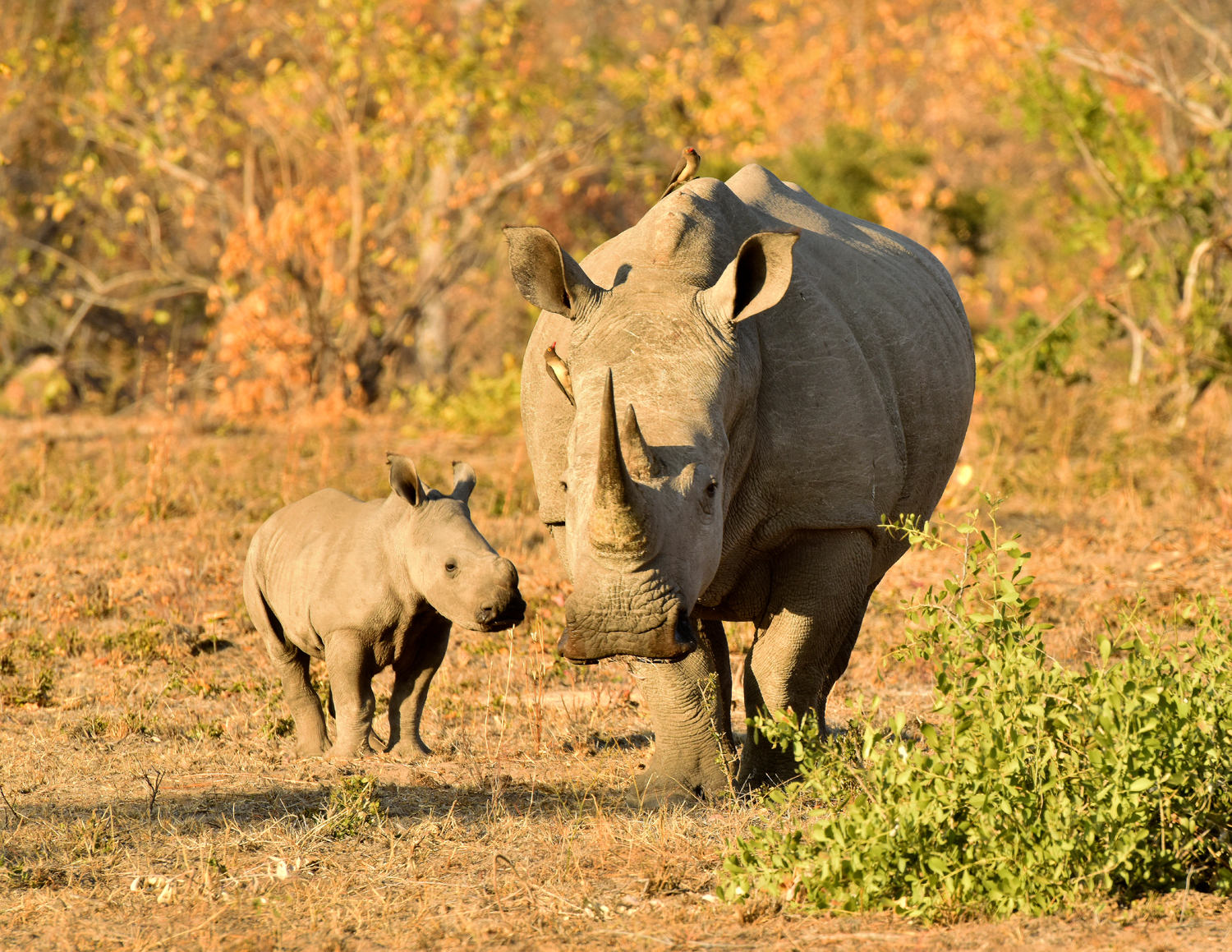 Una mamma di rinoceronte bianco con il suo piccolo