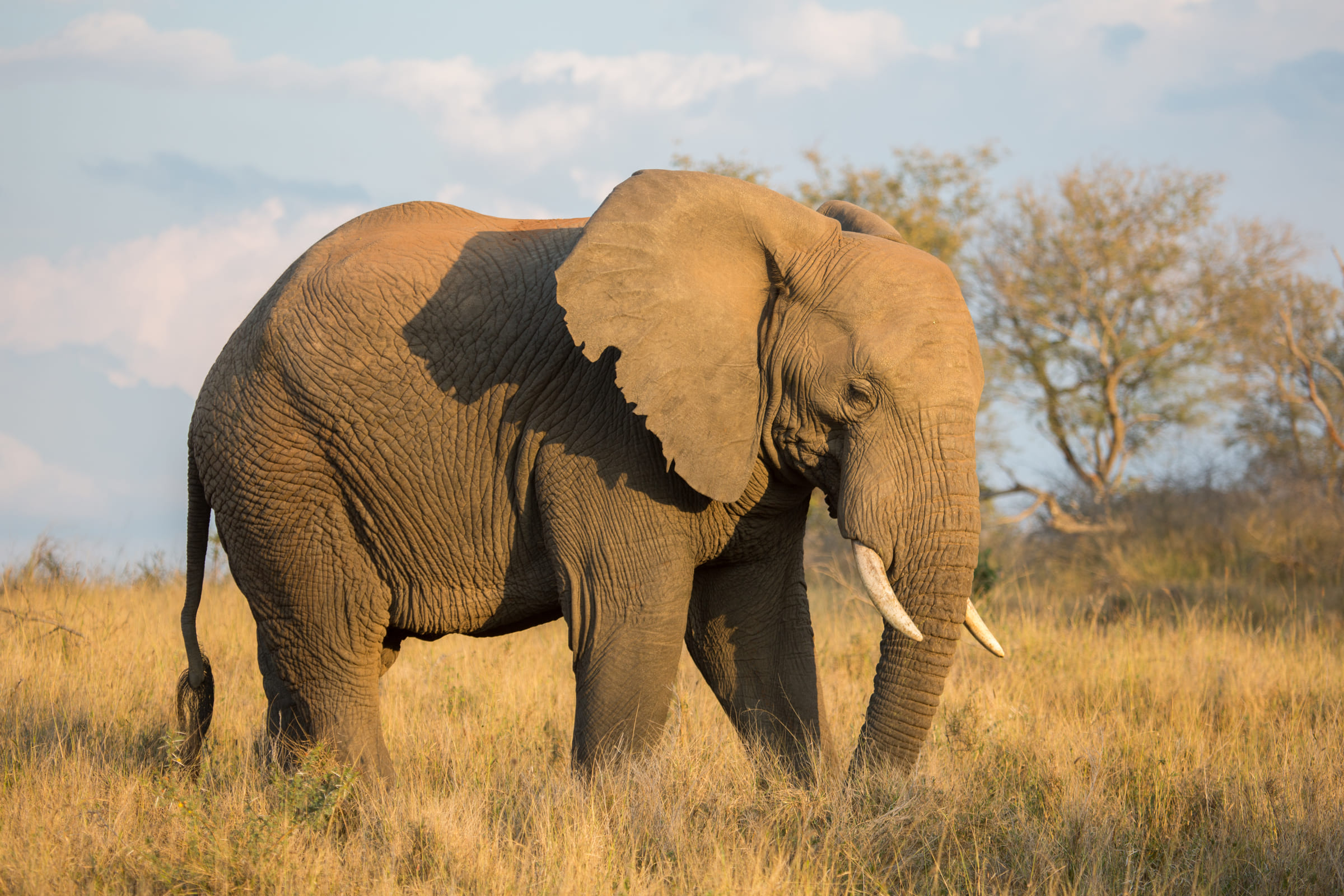 Un éléphant d'Afrique de profil
