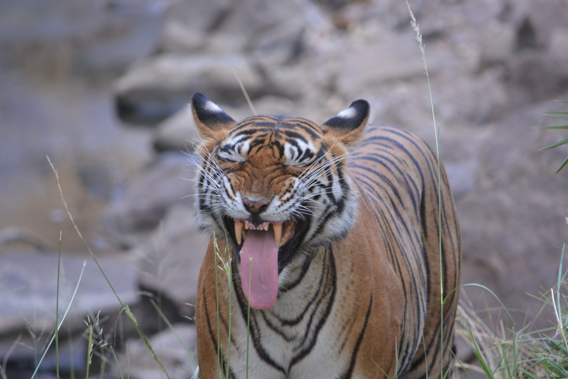 Tigre che sbadiglia