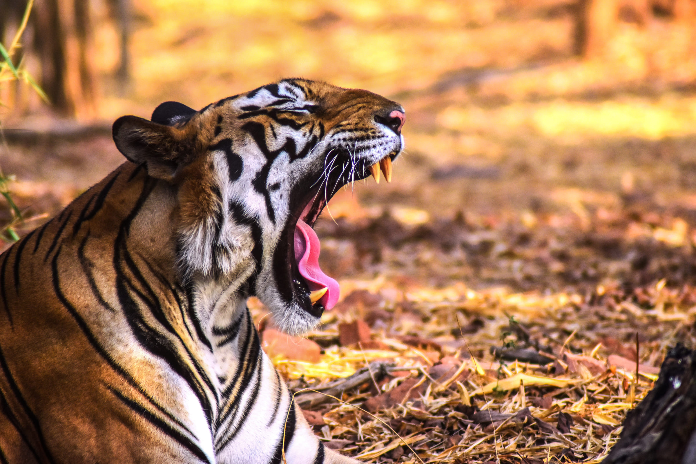 Tigre con le fauci aperte