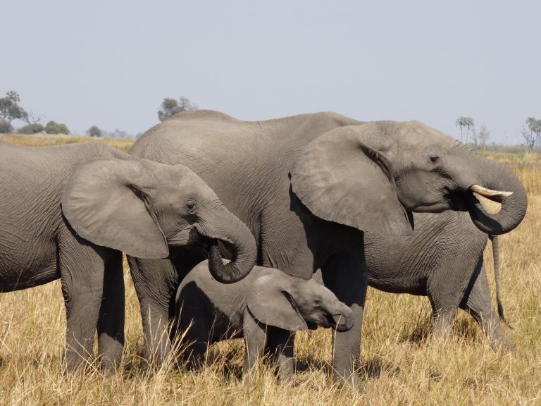 Afrikanische Elefanten mit Kalb, Botswana