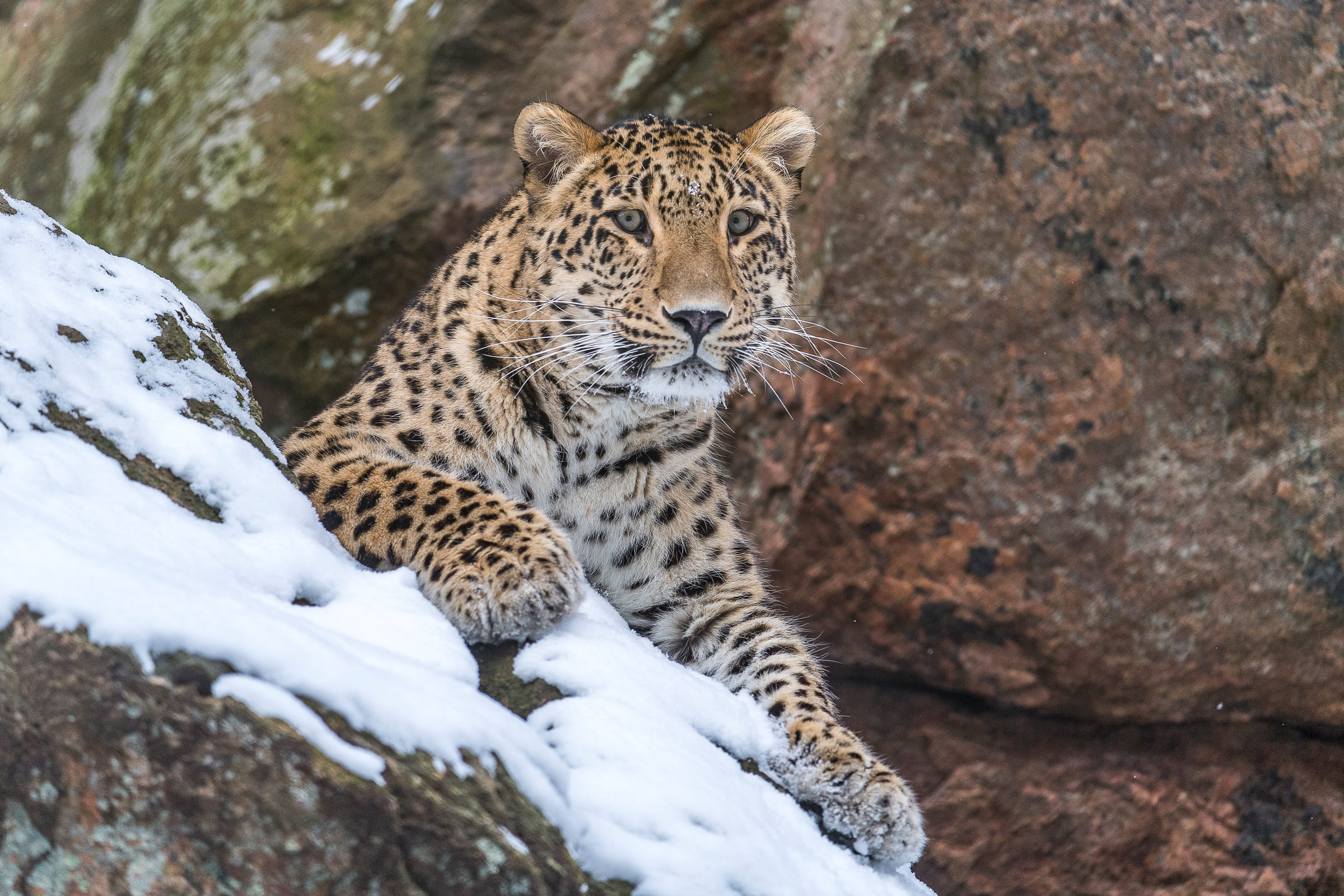 Tierlexikon Leopard WWF Panda Club