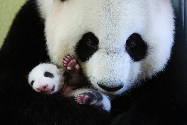 Panda gigante, mamma e cucciolo