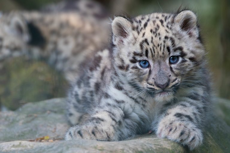 Un bébé léopard des neiges