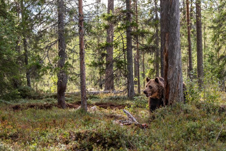 Un ours brun dans la forêt
