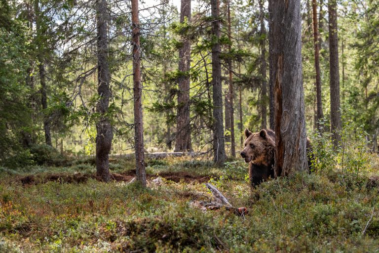 Braunbär im Wald