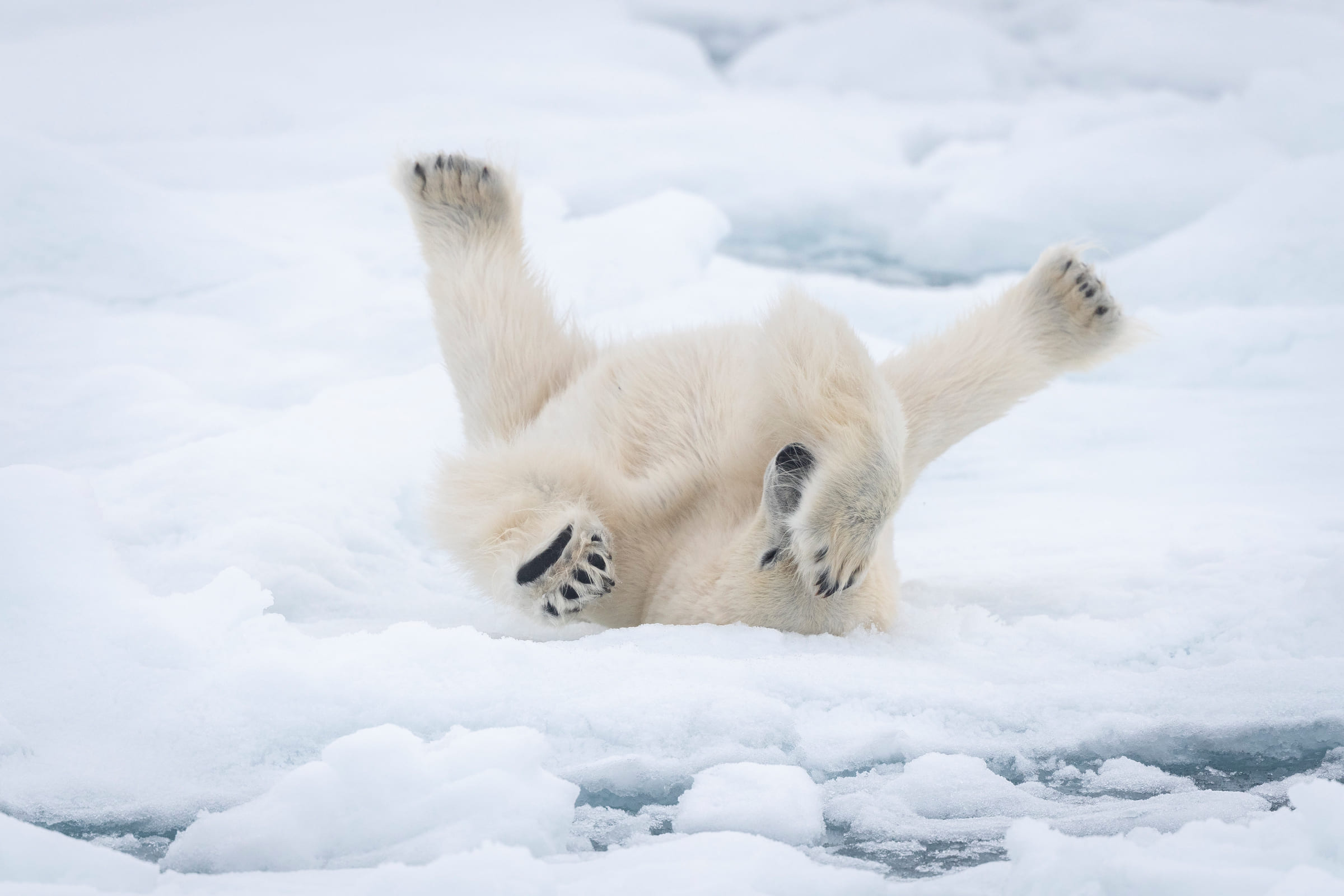 Un ours polaire sur le dos, dans la neige