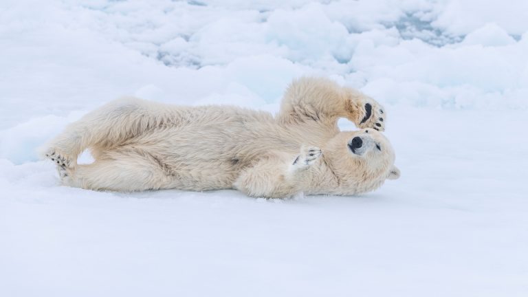 Eisbär liegt auf Eis