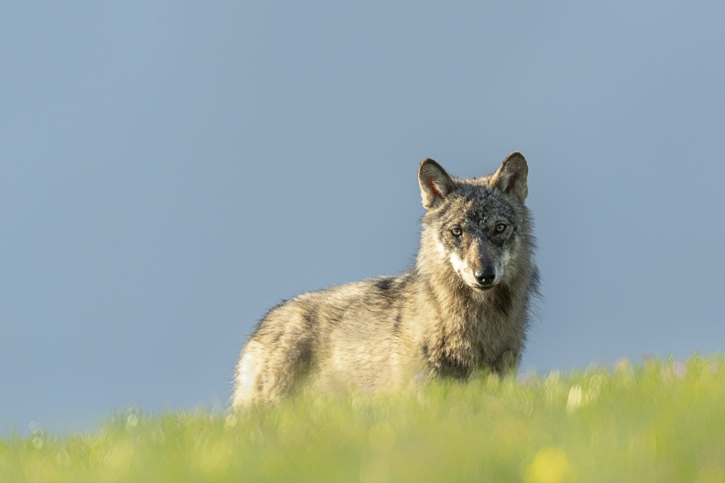 Wolf auf einer Wiese