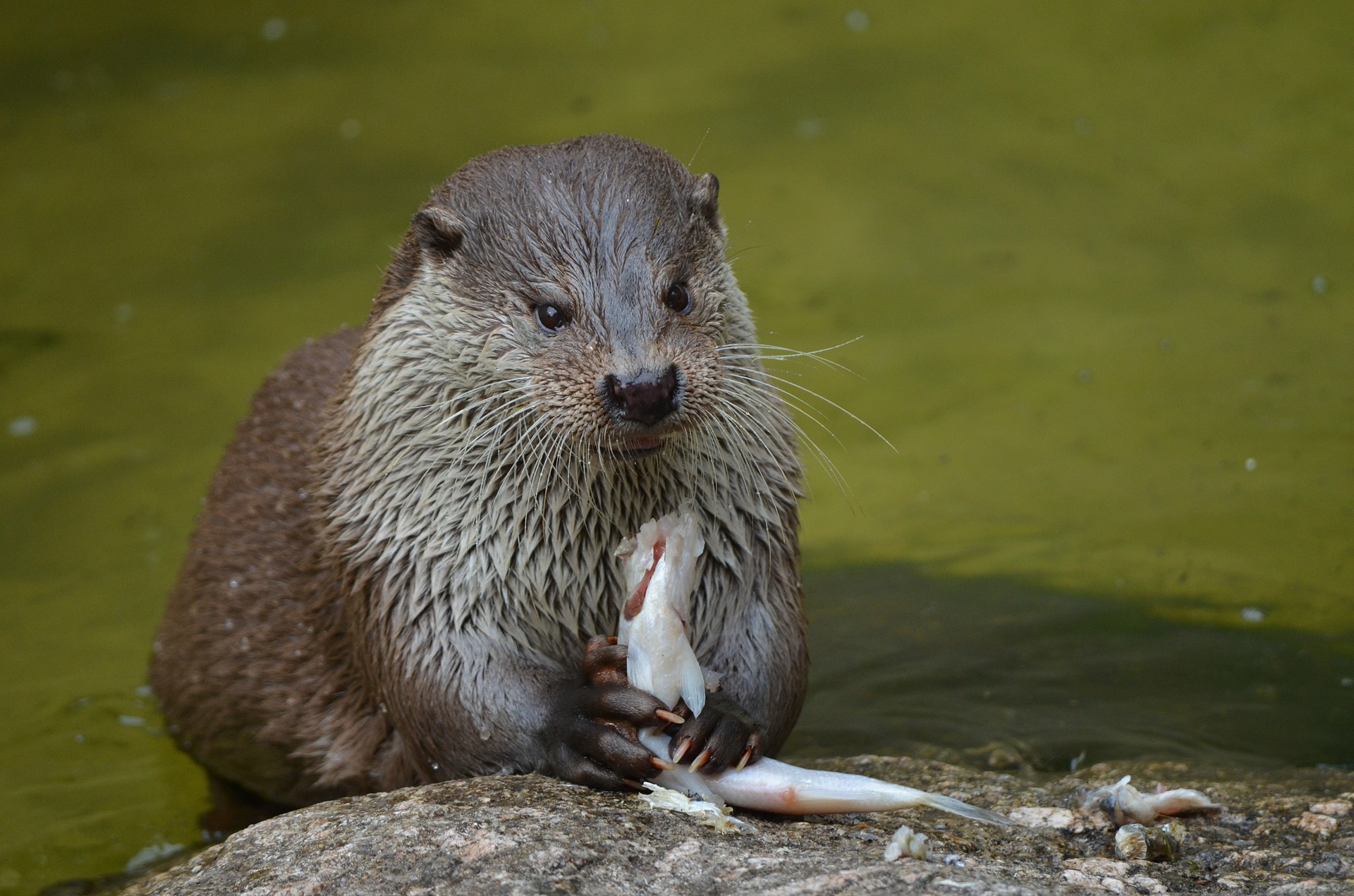 Una lontra che mangia