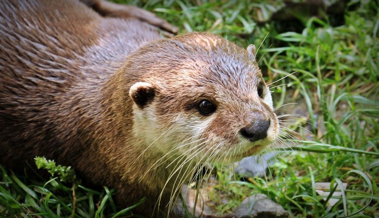 Une jeune loutre