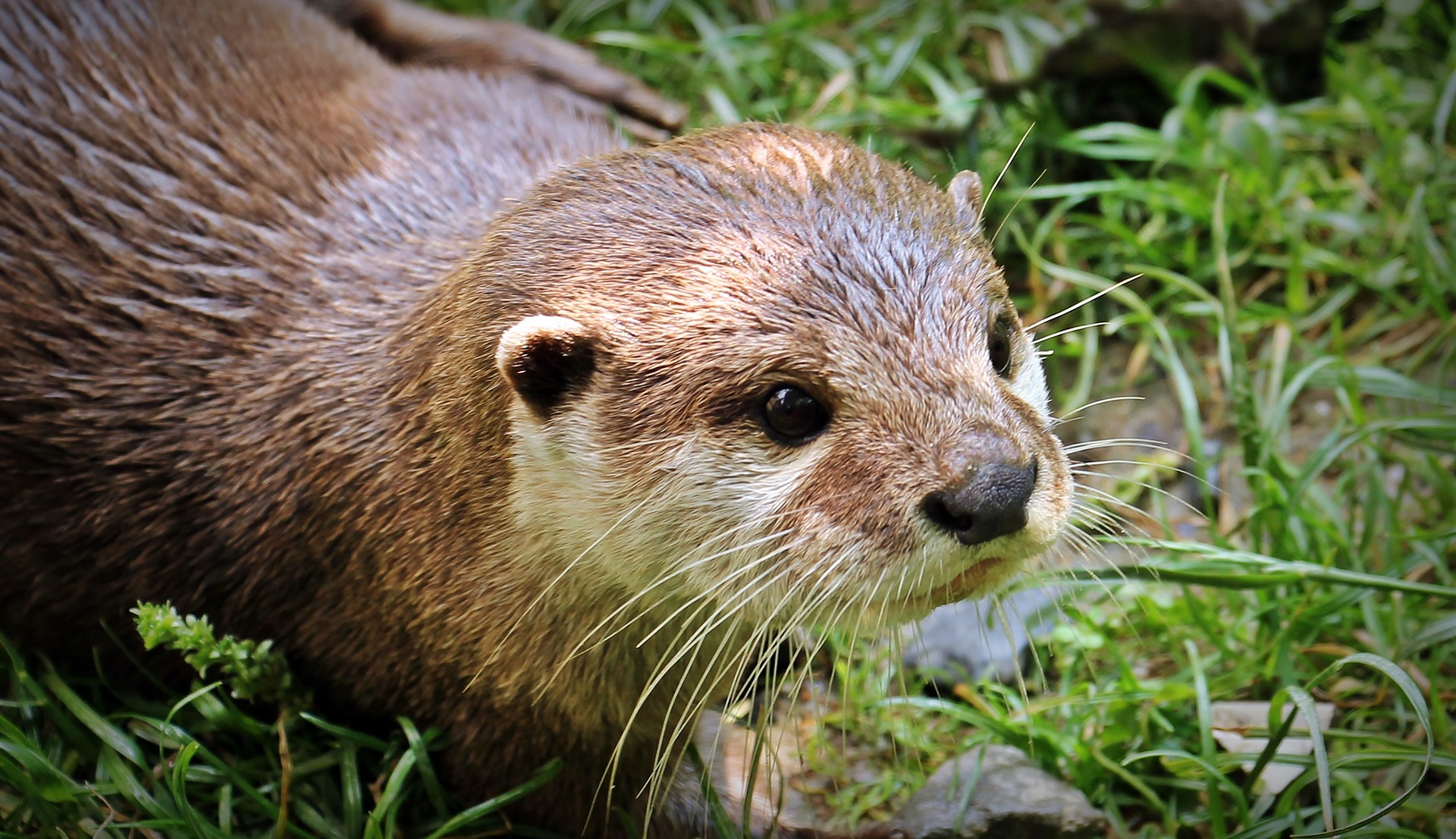 Une jeune loutre