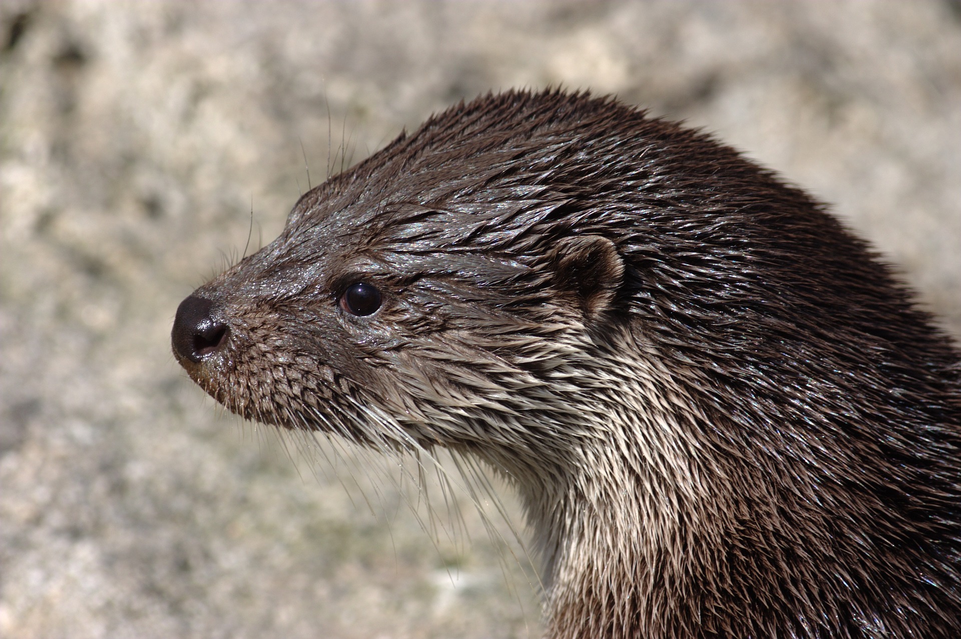 Une loutre