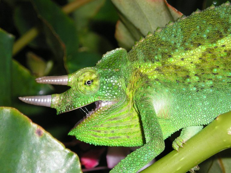 Un caméléon