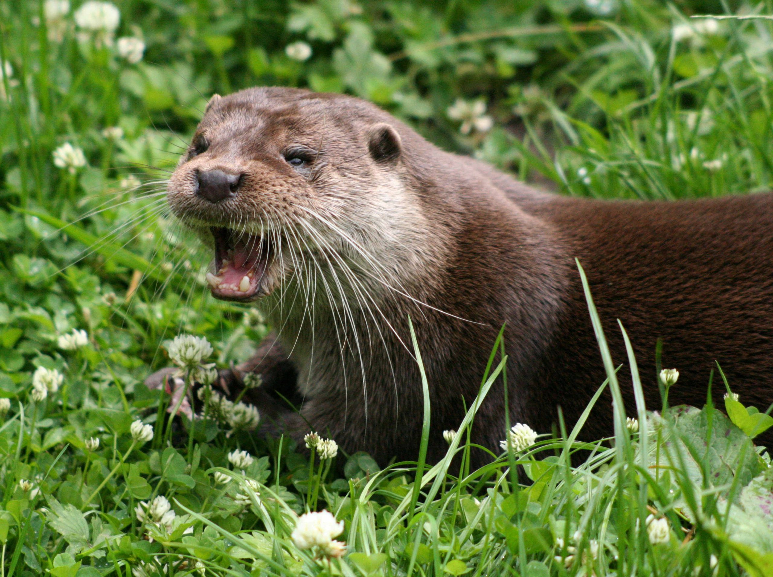 Une loutre